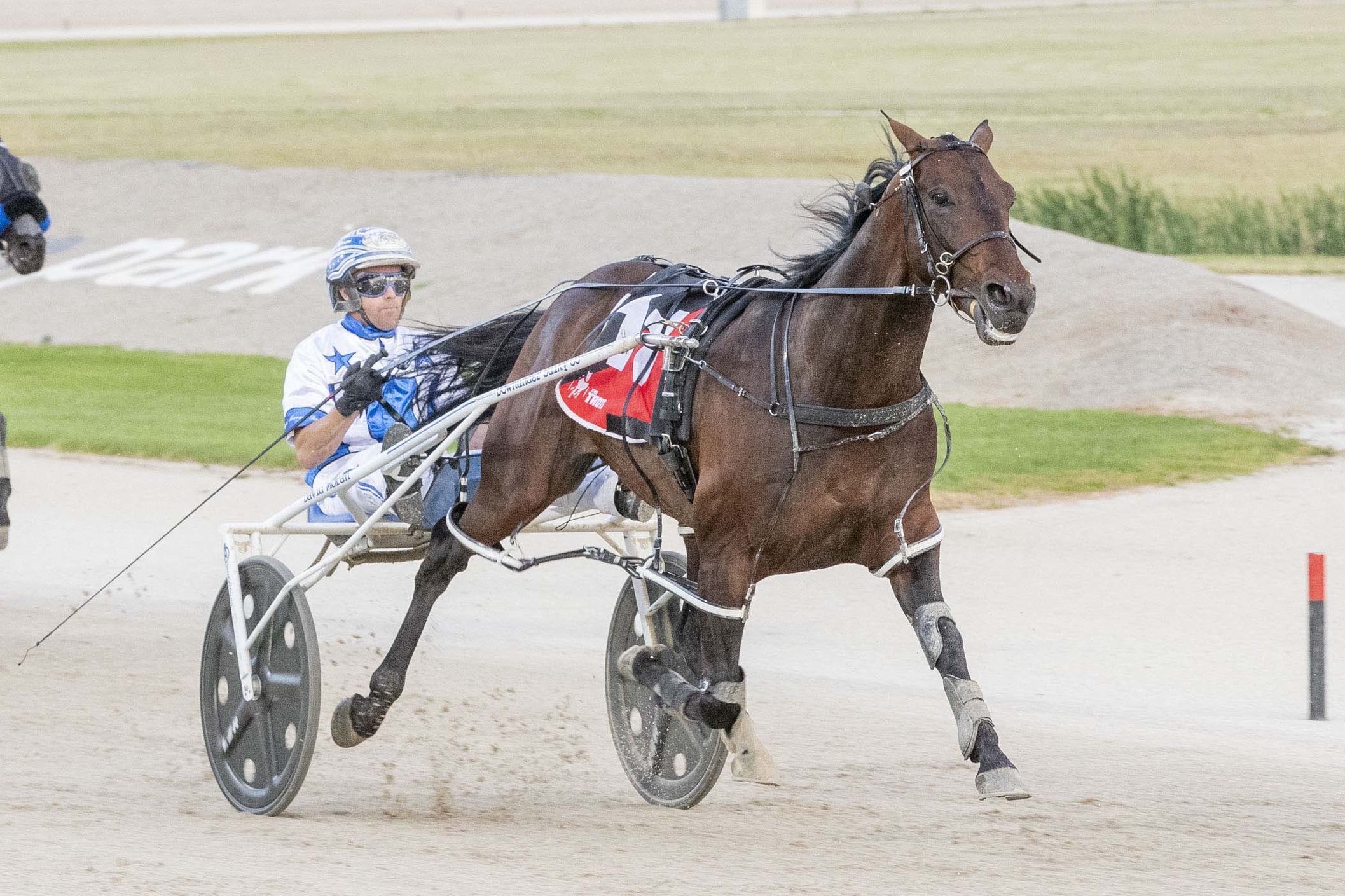 He's back! Lochinvar Art to trial at Shepparton tonight Harness